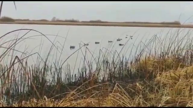 Охотница-якутянка добыла трех гусей смотреть онлайн