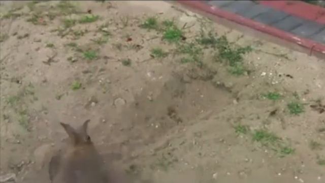 50 фактов о зайцах смотреть онлайн