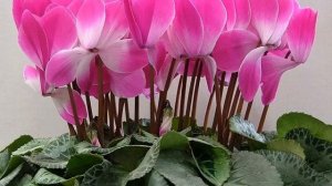 Цикламен — период покоя цветка в домашних условиях