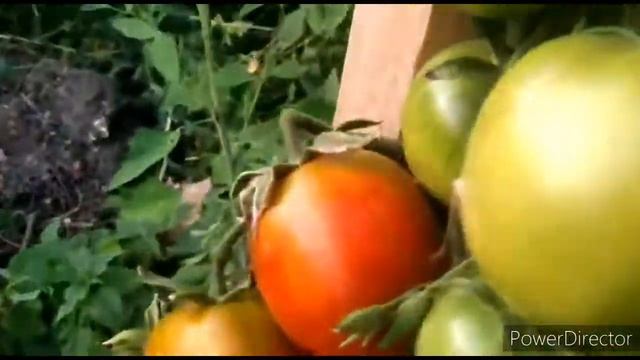 Кумато #кумато смотреть онлайн