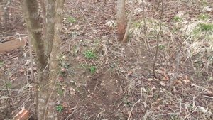 Лучше вишни и черешни. Кизил вечное дерево. Отводки на склоне.