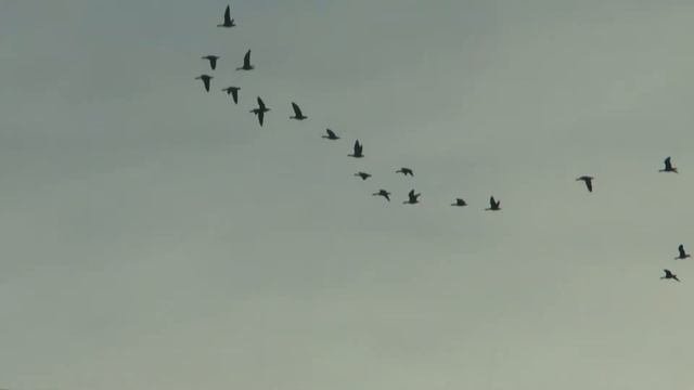 Миграция / Bird Migration