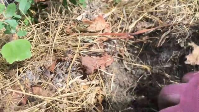 УХОД ЗА МОЛОДЫМ ВИНОГРАДОМ. ПЛОДОНОШЕНИЕ НА ВТОРОЙ ГОД. смотреть онлайн