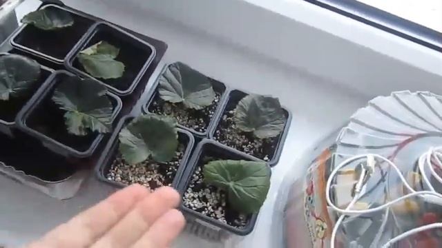 УХОД за БЕГОНИЕЙ ЭЛАТИОР ЗИМОЙ. БЕГОНИЯ отцвела, что делать? BEGONIA ELATIOR смотреть онлайн