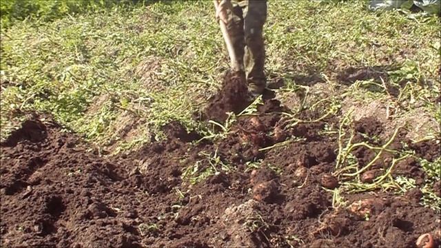 КАК ВЫКАПЫВАТЬ КАРТОШКУ БЕЗ ЗАМОРОЧЕК.