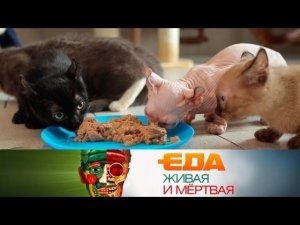 "Еда живая и мёртвая": из чего делают корм для питомцев и какие продукты вызывают рак (26.05.2018)