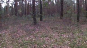 Сбор Белых боровиков. Часть 3.   #белыйгриб#тихаяохота