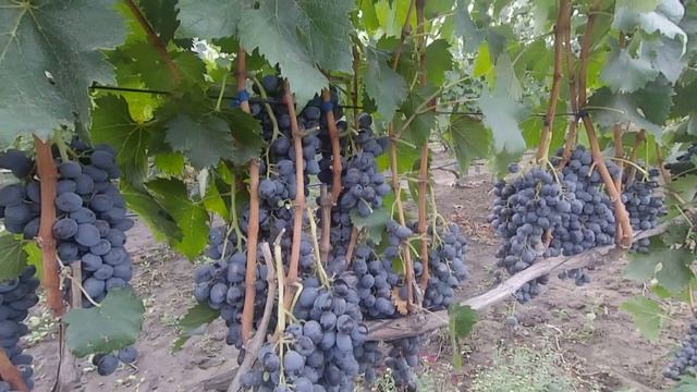 Мускат днестровский смотреть онлайн