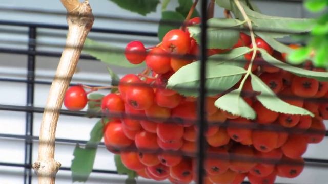 белоглазки буробокие и рябина! смотреть онлайн