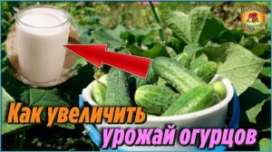 Как я увеличила урожай огурцов в несколько раз! Супер простой и эффективный способ