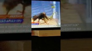 Шершень в деле! Шершень против богомола, скорпионов и пчёл!