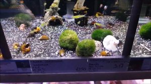 Pristella tetras (maxillaris) and  little fish store tour