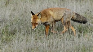 В Белоярском районе лис и волков вакцинируют от бешенства