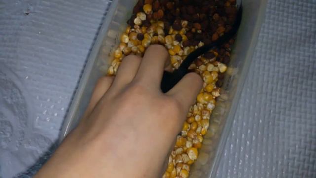 Кто у нас живёт? Как зовут наших питомцев смотреть онлайн