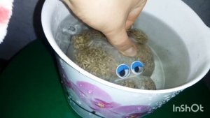 ЭКОЛЮДИК☺?. ЭкоЖивчик.Травянчик.Выращиваем травку.