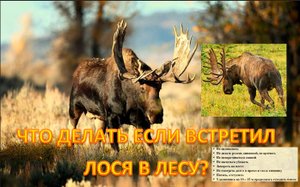 ЧТО ДЕЛАТЬ ЕСЛИ ВСТРЕТИЛ ЛОСЯ В ЛЕСУ?