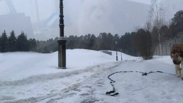 Как собаку отучить подбирать с земли?Начальные этапы.С Вами кинолог Наталья Севостьянова смотреть онлайн