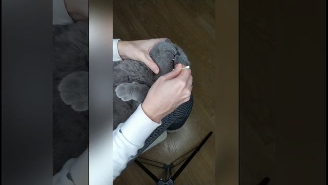 Удаление зубного налета у кошки зубным гелем для кошек Дентаведин смотреть онлайн