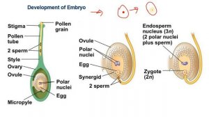 Development OF Endosperm #biology #botany