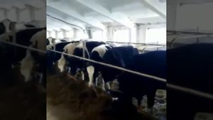 Коровы Черно-Пестрая. 100 голов на продажу на экспорт