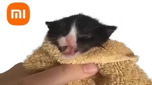 Kitten Meows but mobile alarms