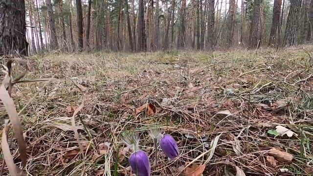 Спящая сон трава. Sleeping dream grass смотреть онлайн