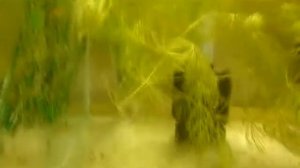 разведение жемчужного гурами