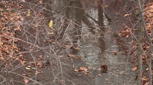 Реконструкция 2.2. В Оренбурге завершили благоустройство лесопарка «Березка»