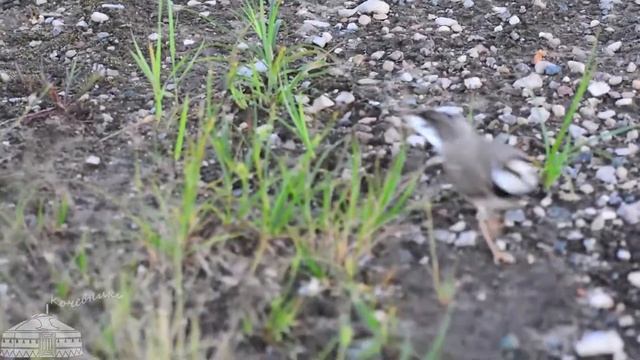 Поведение птиц. Малый зуек отводит человека от птенцов. Bird's behaviour:saving the chicks смотреть онлайн