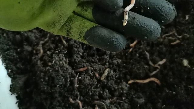 Где взять червей для разведения? Старатель. Красный Калифорнийский червь. ККЧ. Дендробена. смотреть онлайн