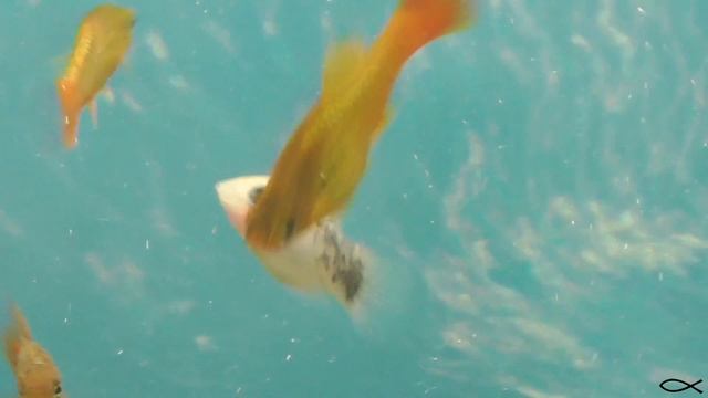 Поговорим о пецилии Xiphophorus maculatus смотреть онлайн