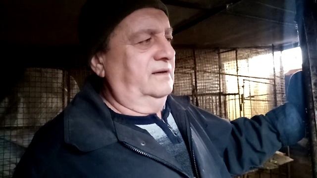 определение половой охоты у взрослых самок | почему родившие самки дерутся в семье смотреть онлайн