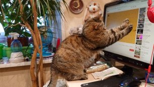 Джойка и мышь на экране компьютера . Февраль 2022 2.mp4