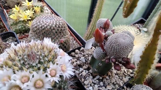 Редкие необычные кактусы.Цветение.Птерокактус.Аустрокактусы.Маммилярия Тереза белоцветковая.Kakteen