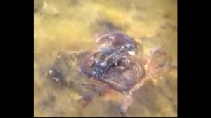 Крым Новоозерное.Море. Крабы.