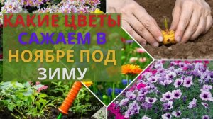 КАКИЕ ЦВЕТЫ САЖАЕМ В НОЯБРЕ ПОД ЗИМУ.