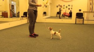 подготовка к выставке джек рассела терьера