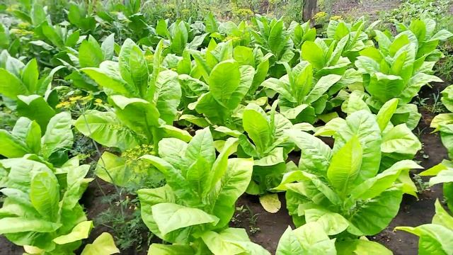 Табак. 6 недель в грунте. Тернопольский-7,Символ-4,Рот-Фронт,Спектр смотреть онлайн