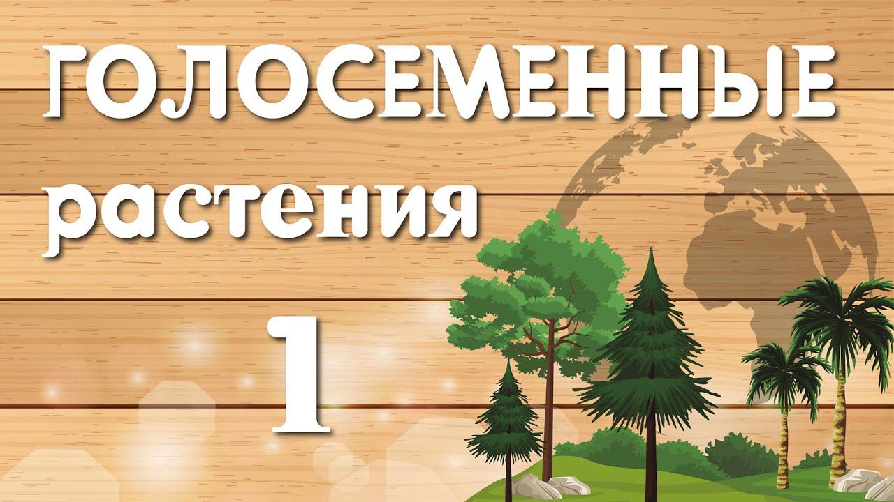 Голосеменные растения (часть1)