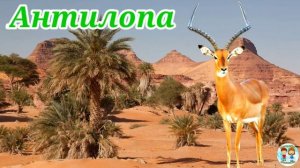 ДИКИЕ ЖИВОТНЫЕ / Развивающие мультики / Как говорят животные