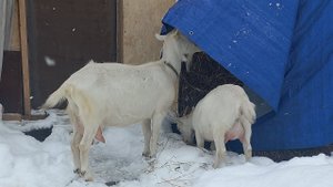 Дойка коз ДОИЛЬНЫМ АППАРАТОМ и кормление козочки Снежки.
