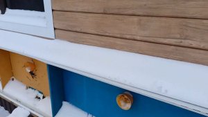 Апидомик сон на пчелах. Как спасти пчёл зимой?