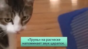 Почему котики так странно реагируют на расческу