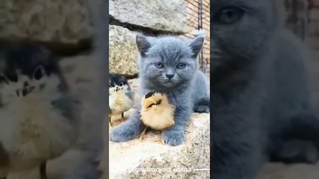 маленький котик