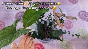 НЕМАТАНТУС/ГИПОЦИРТА/ЗОЛОТАЯ РЫБКА?Размножение?Черенкование?Укоренение?Посадка?Грунт?Полив?Гинура?