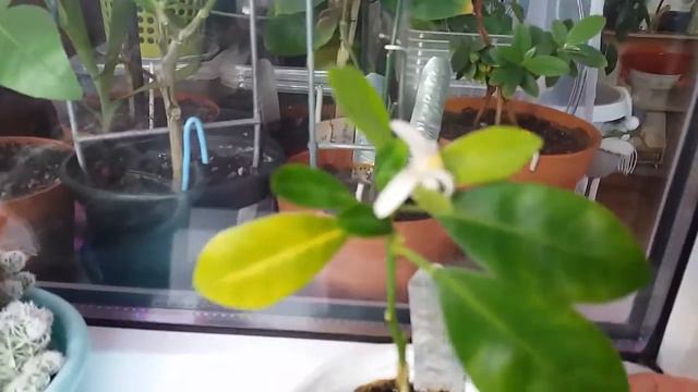 Опять зацвел маленький каламондинчик смотреть онлайн