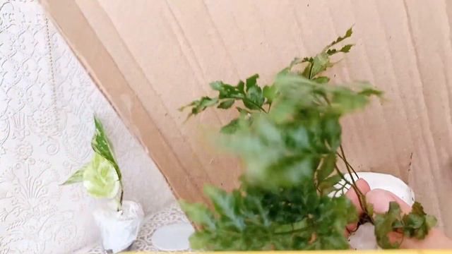 Распаковка посылочки🌱🌱🌱 14.07.2022 смотреть онлайн