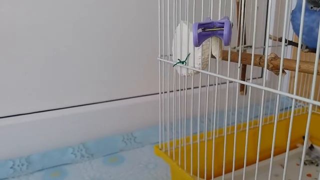 Что делать если у попугая линька?/Линька.