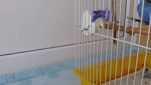Что делать если у попугая линька?/Линька.
