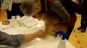 Сибирский кот на выставке!